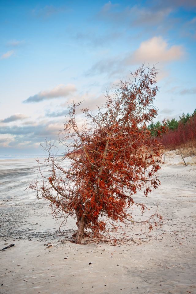 A small rust-coloured shrub bent by wind above snow-covered dunes in Jantar.