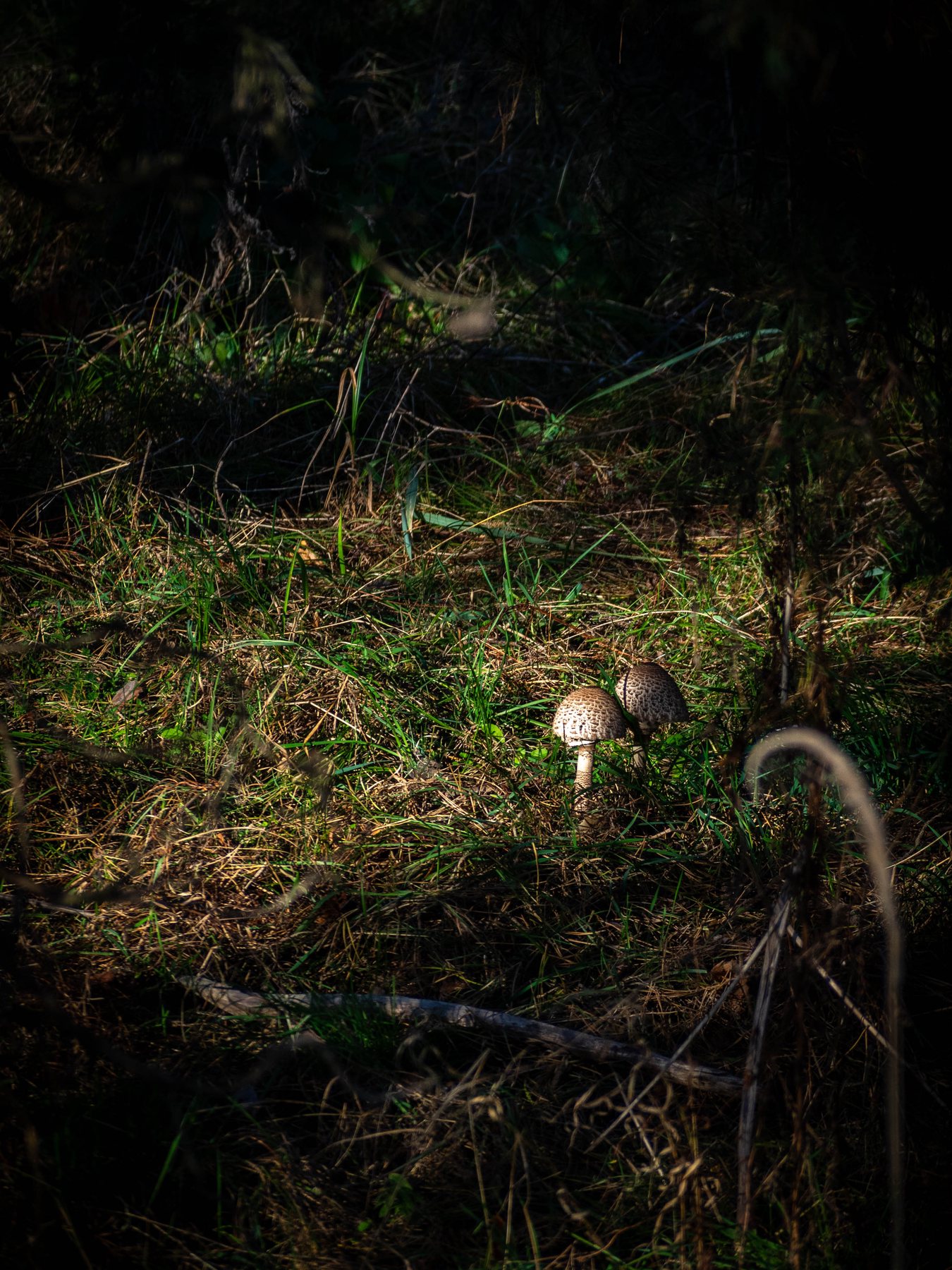 Two small mushrooms rising from moss and fallen needles on the dark forest floor at Świbno.