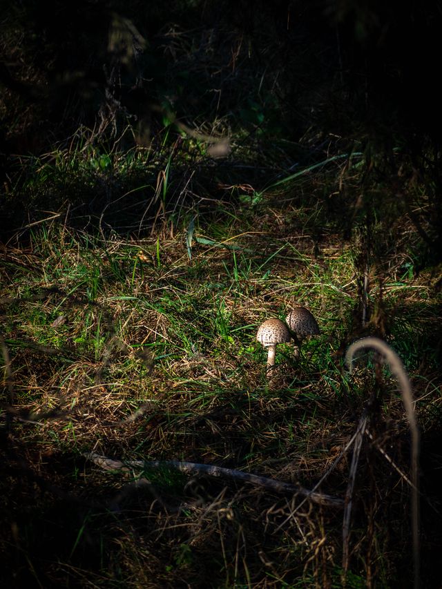 Two small mushrooms rising from moss and fallen needles on the dark forest floor at Świbno.