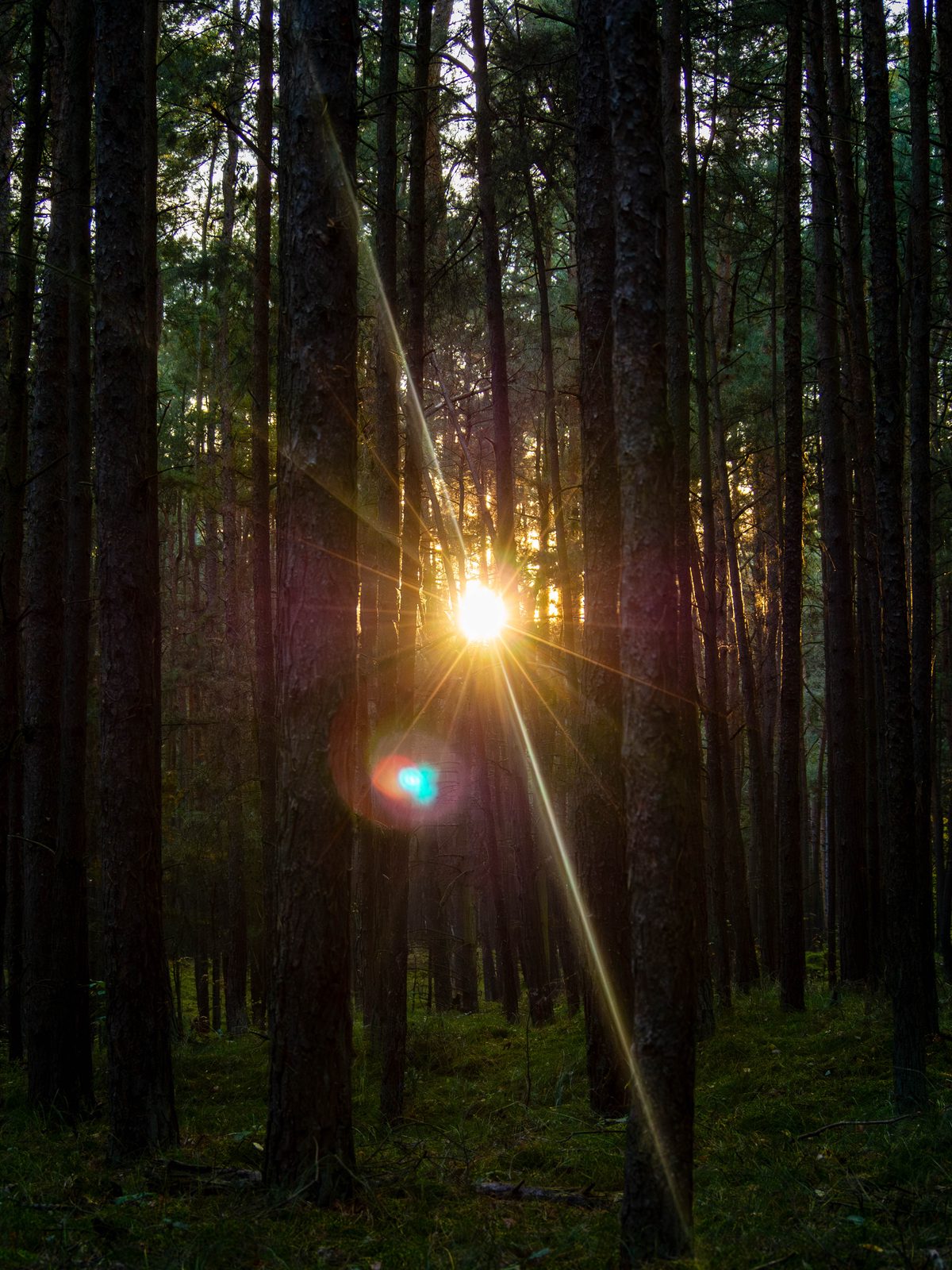 A burst of warm autumn sunlight passing between tall, straight pine trunks in Świbno forest.