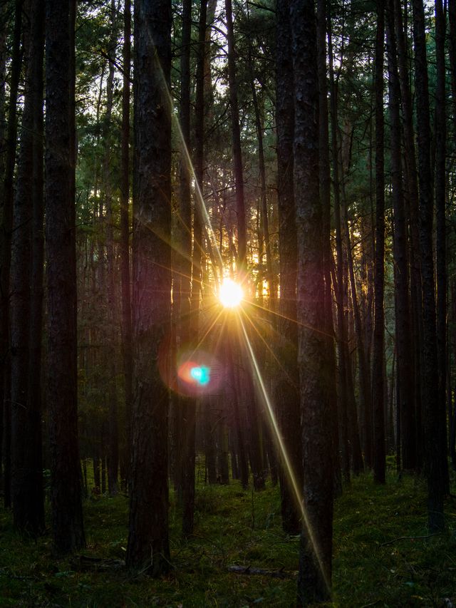 A burst of warm autumn sunlight passing between tall, straight pine trunks in Świbno forest.