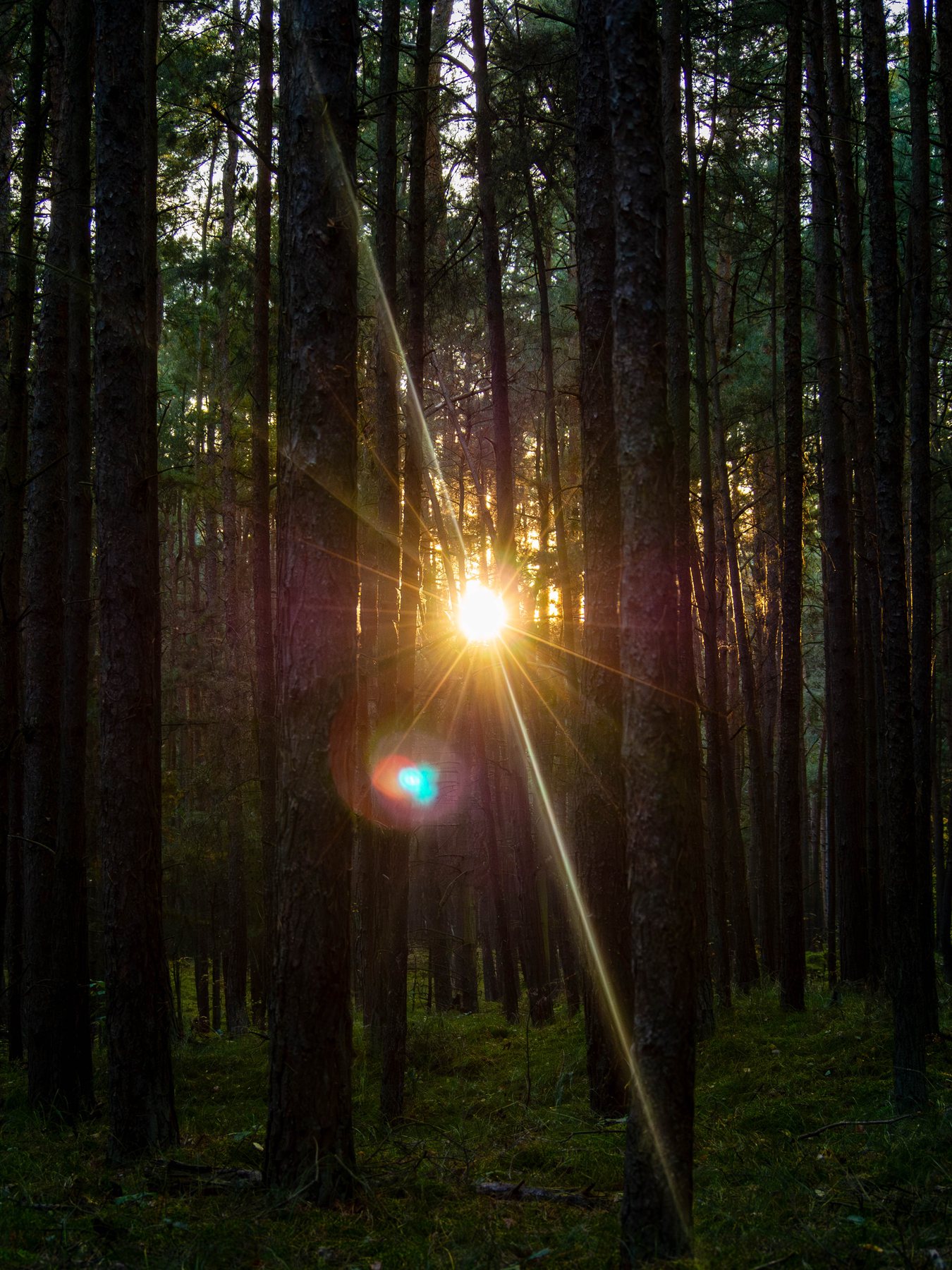 A burst of warm autumn sunlight passing between tall, straight pine trunks in Świbno forest.