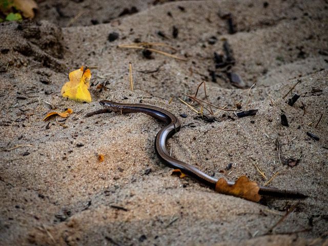 A copper-coloured slowworm curled on sandy ground among dry autumn leaves in Świbno forest.