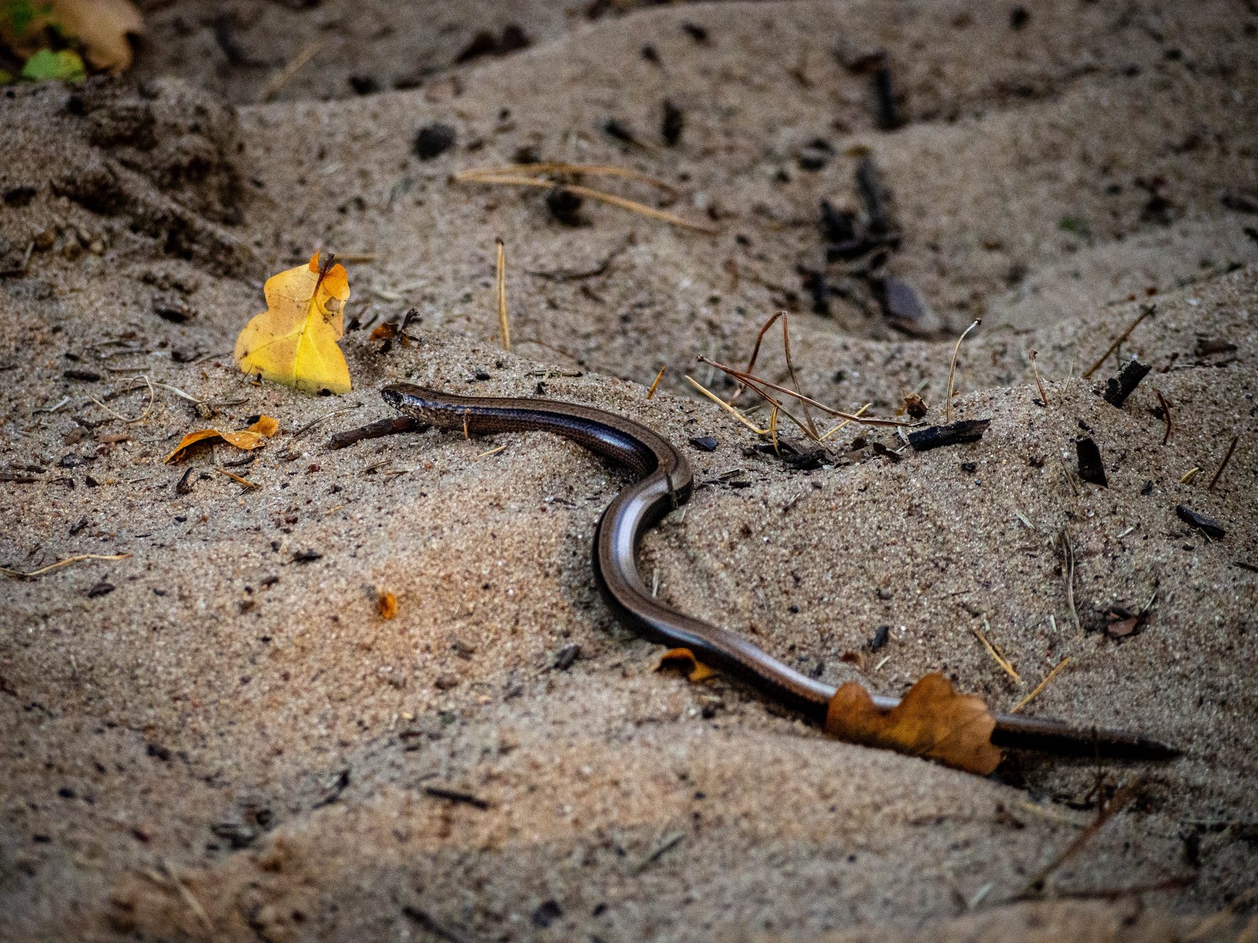 A copper-coloured slowworm curled on sandy ground among dry autumn leaves in Świbno forest.