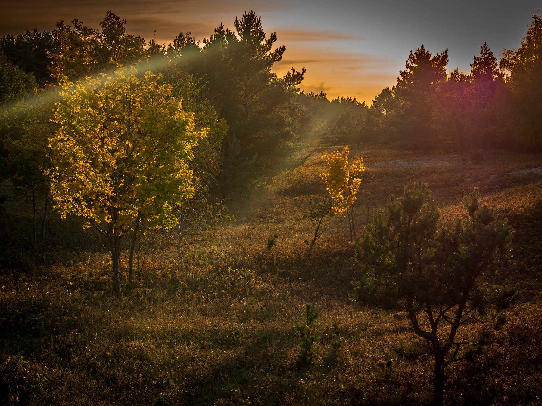 Golden late-afternoon light filling a leafy woodland clearing on Sobieszewo Island.