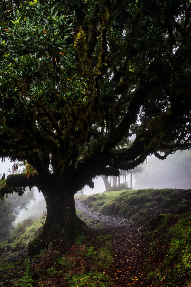 An old laurel tree spreading low branches across a shaded, mossy path in Fanal forest.
