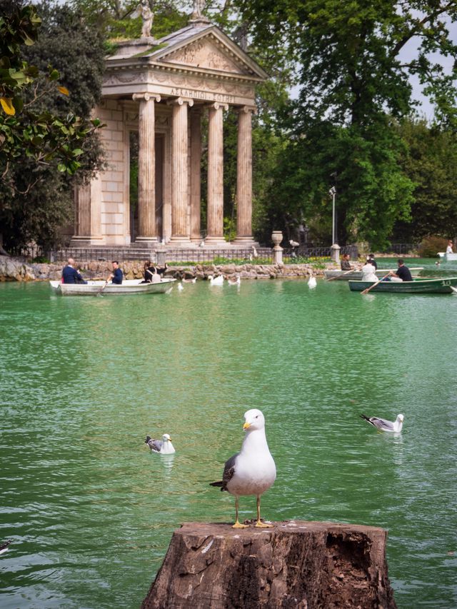 A gull perched beside green water with the small classical Temple of Aesculapius beyond.
