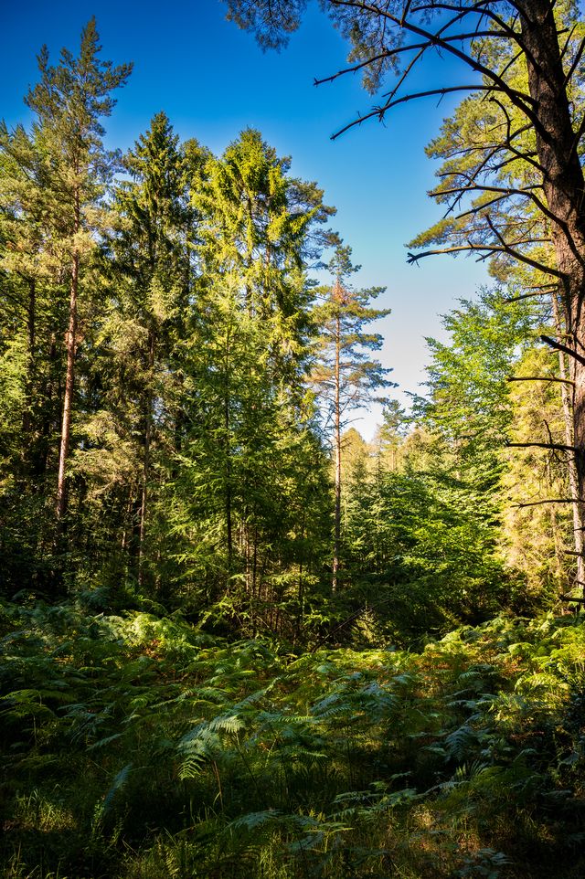 Sunlit ferns and tall conifers lining a narrow path through Lubogoszcz forest.