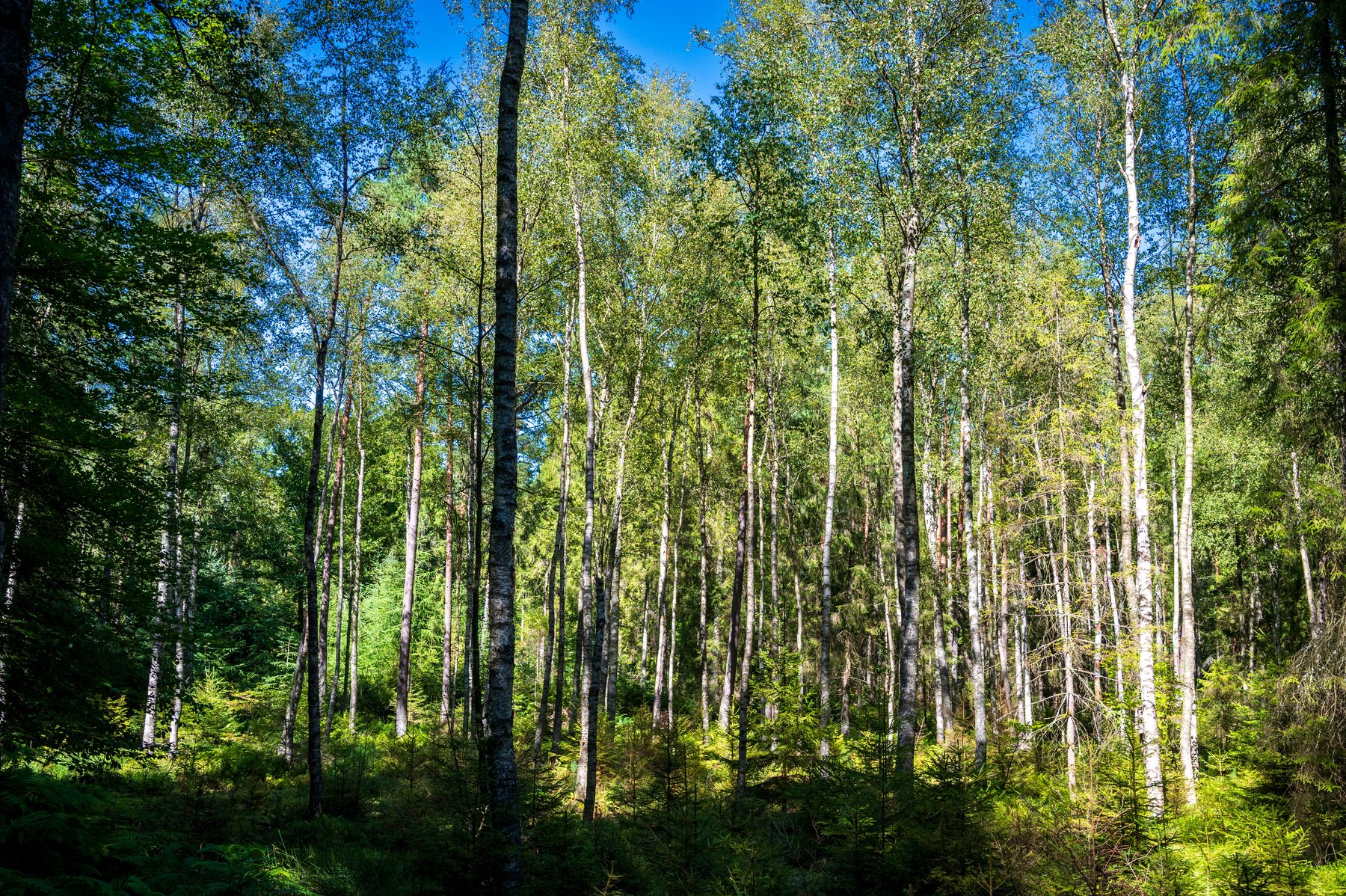 A bright stand of slender white birch trunks surrounded by green summer leaves.