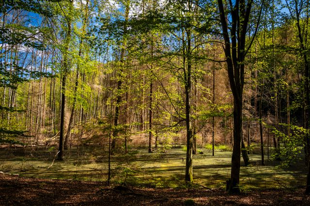 Warm sunlight filtering through a sparse woodland of fine trunks and fresh green leaves.