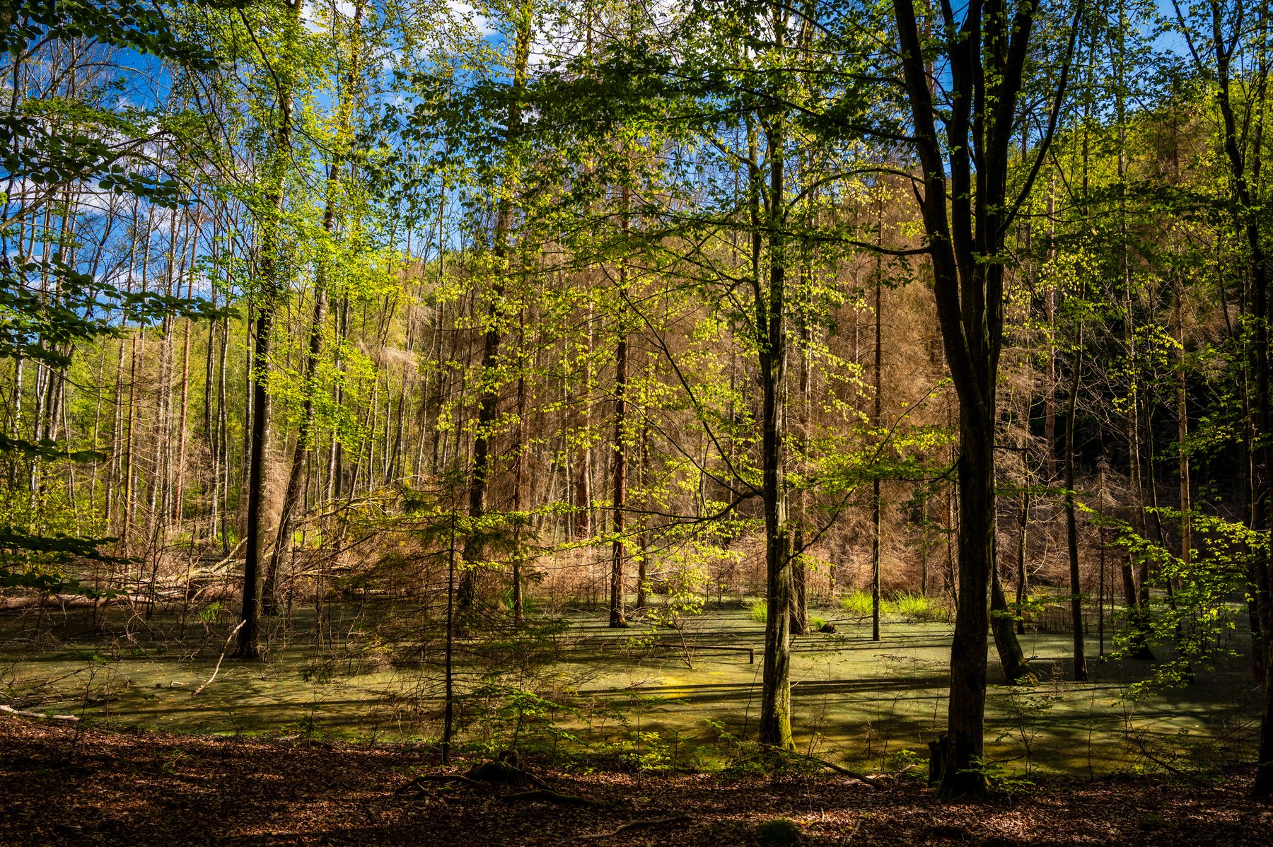 Warm sunlight filtering through a sparse woodland of fine trunks and fresh green leaves.