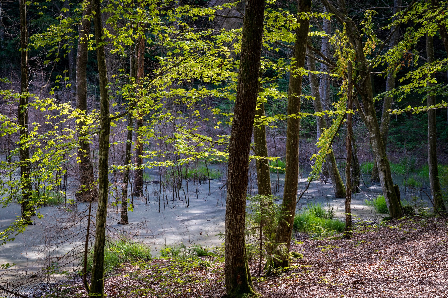 A curved forest path visible through tall beech trunks and luminous spring-green foliage.