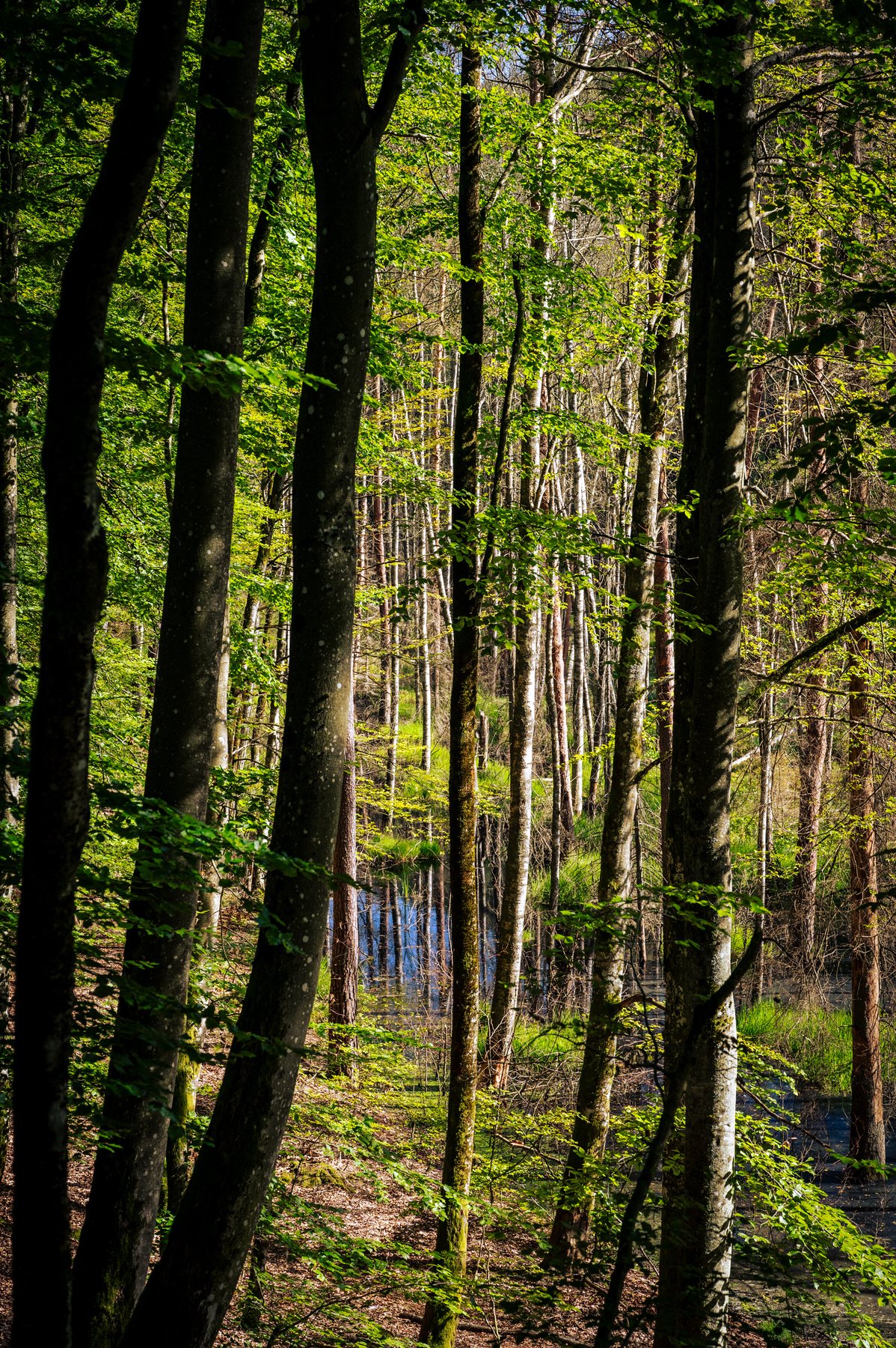 Steep shaded woodland seen between dark vertical tree trunks on Lubogoszcz.