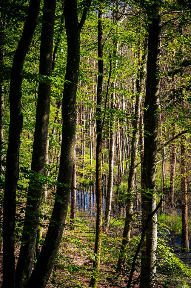Steep shaded woodland seen between dark vertical tree trunks on Lubogoszcz.