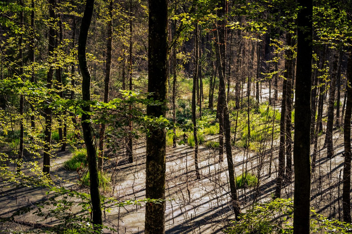 Sunlight drawing long diagonal shadows across a winding path through dense forest.