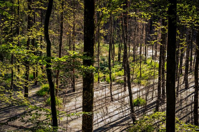 Sunlight drawing long diagonal shadows across a winding path through dense forest.