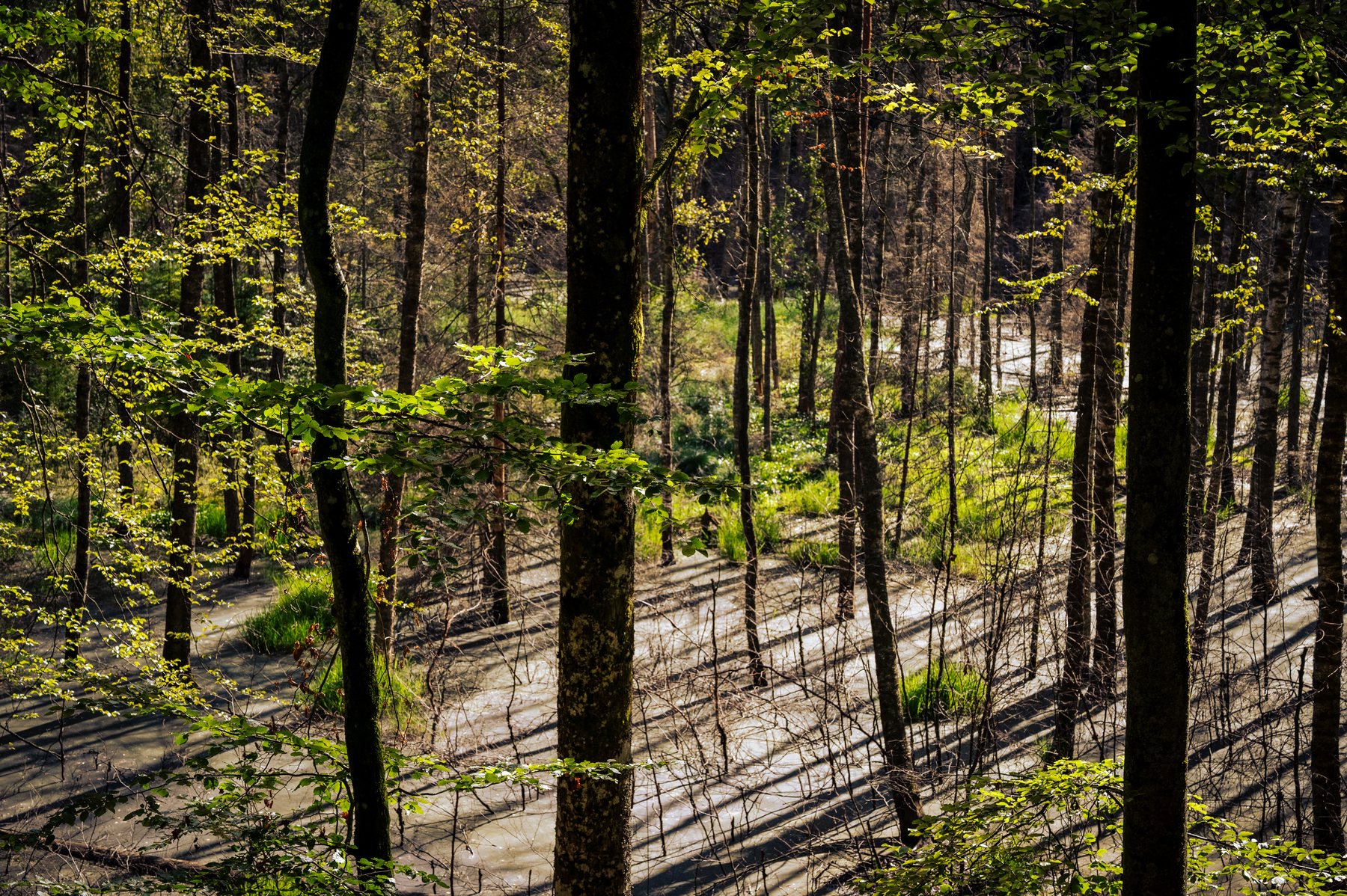 Sunlight drawing long diagonal shadows across a winding path through dense forest.
