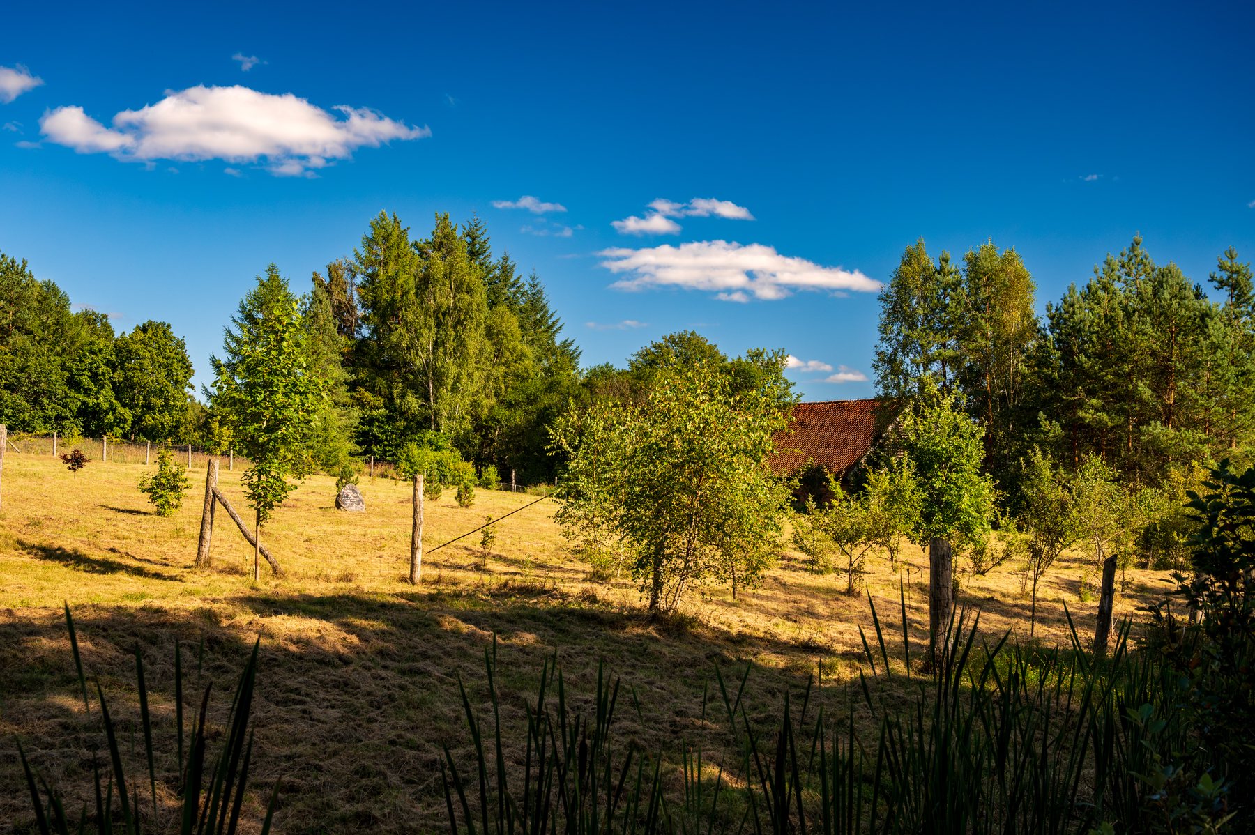 Dry golden meadow bordered by green trees beneath a saturated blue summer sky.