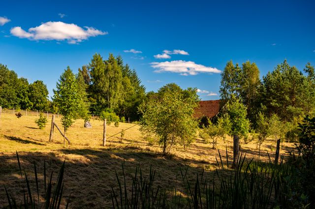 Dry golden meadow bordered by green trees beneath a saturated blue summer sky.