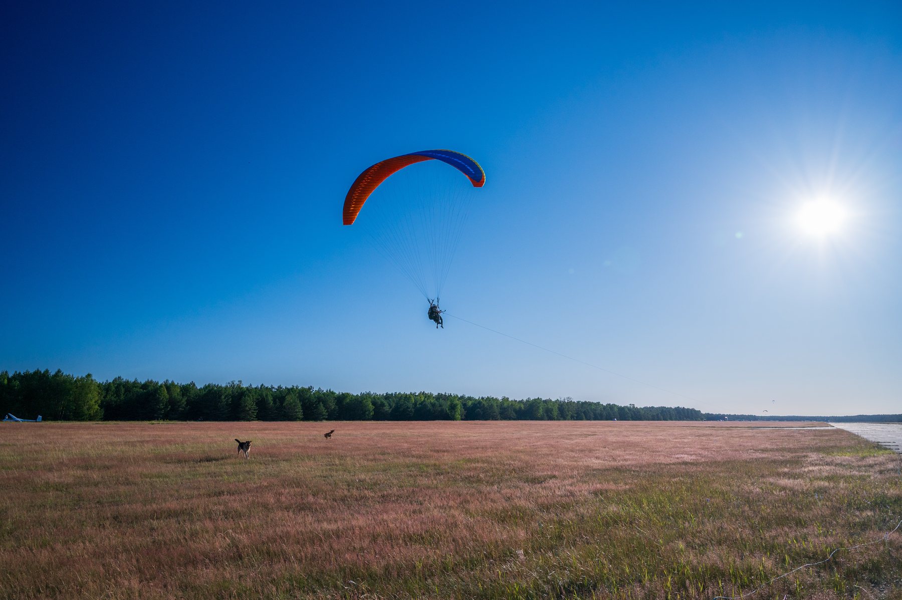 A red paraglider and pilot suspended above the wide dry field beneath bright sun.