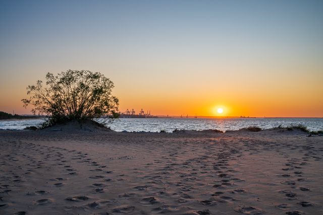 The orange sun setting behind a wind-shaped tree on the sandy shore at Górki Zachodnie.