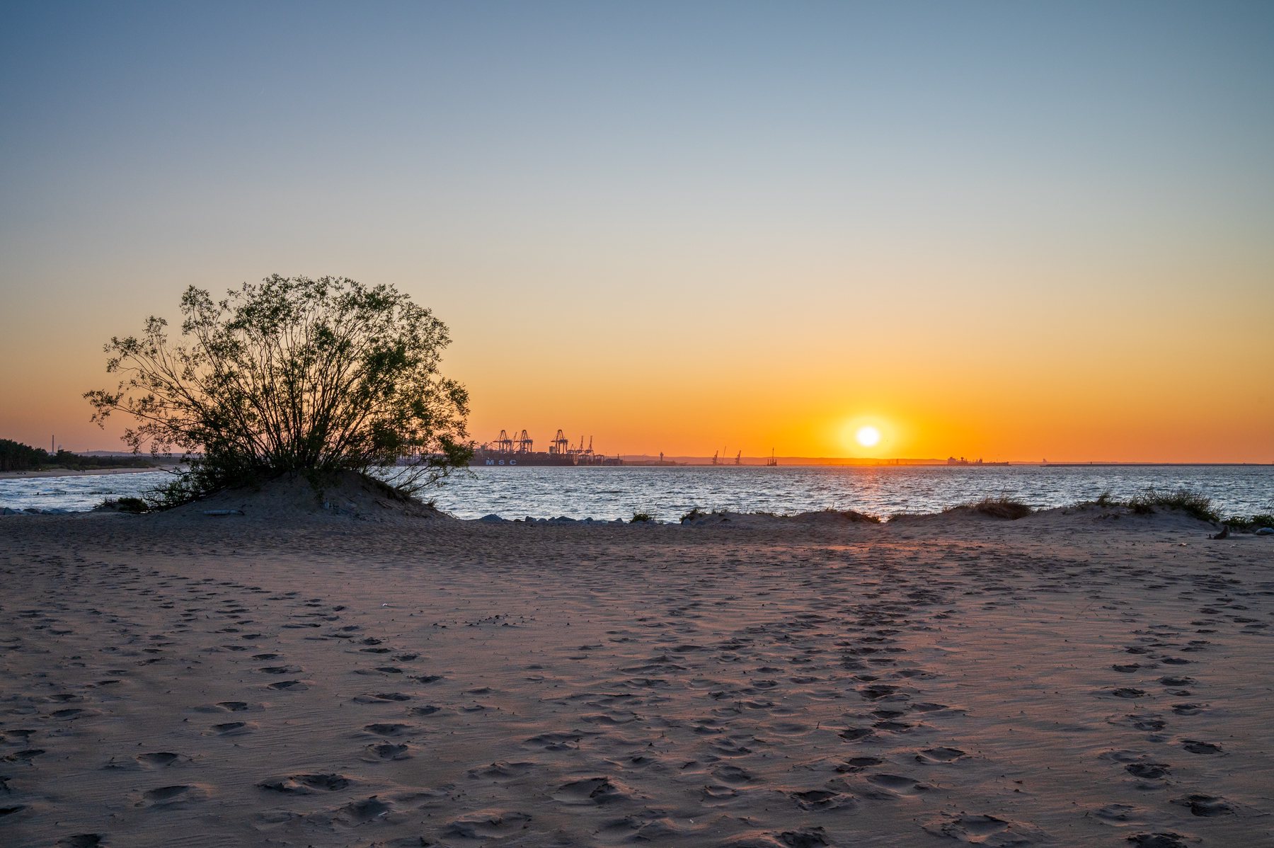The orange sun setting behind a wind-shaped tree on the sandy shore at Górki Zachodnie.