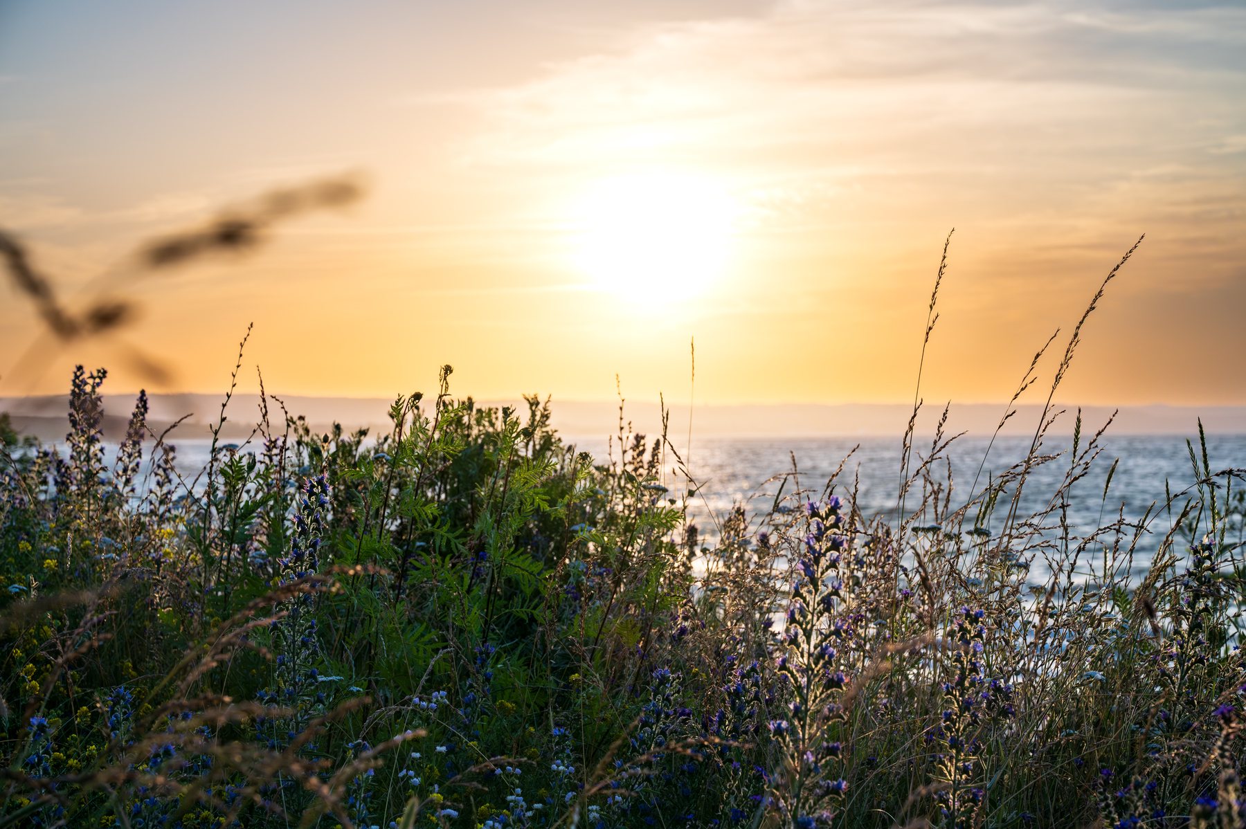 Warm sun glowing through tall coastal grasses and flowers above the Baltic at Nowy Port.