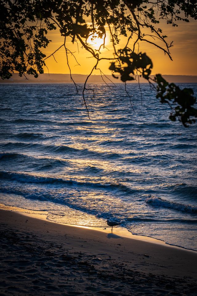 Golden evening light on rippled seawater framed by dark overhanging branches.