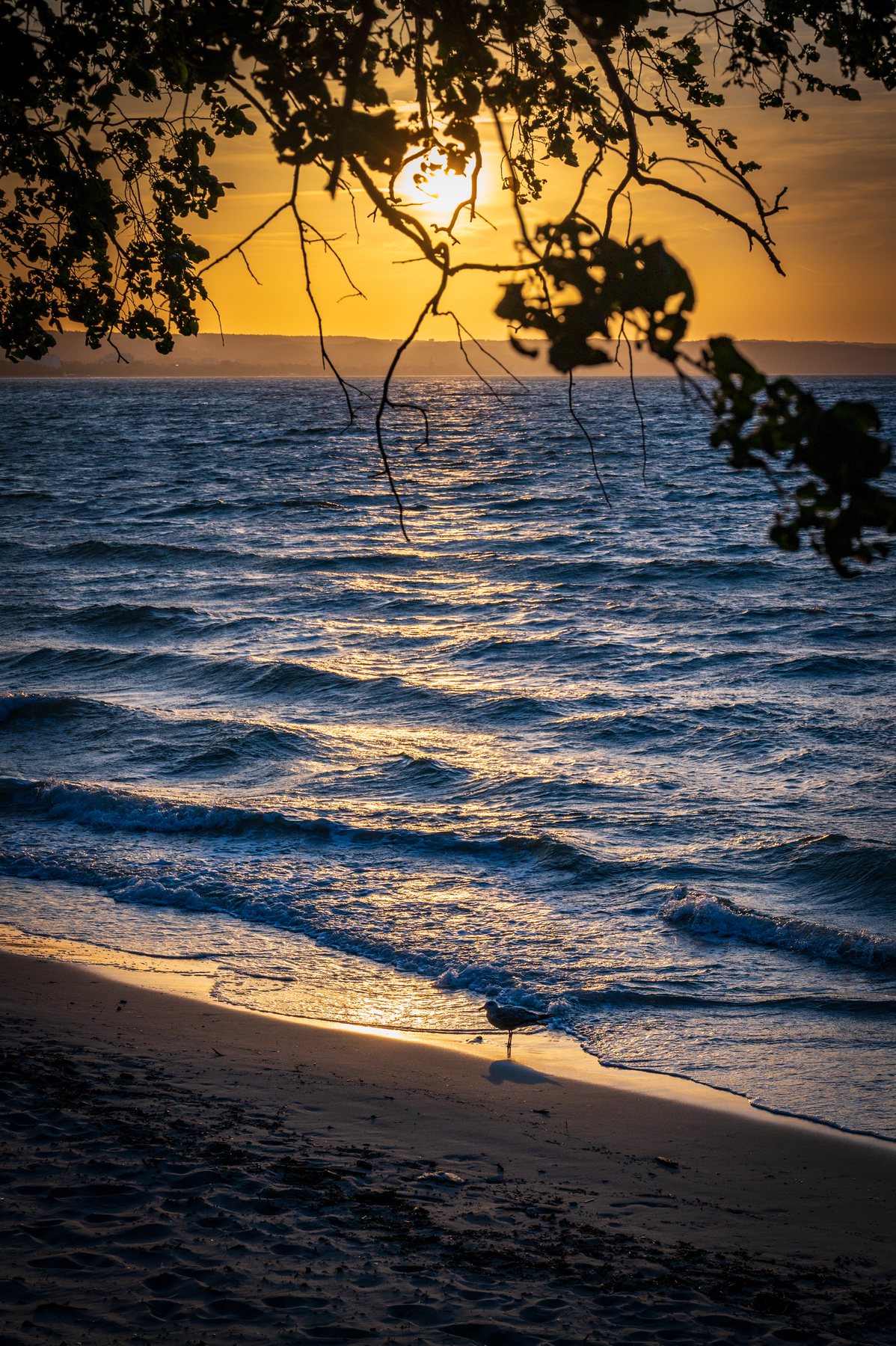 Golden evening light on rippled seawater framed by dark overhanging branches.