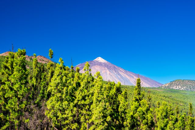 Teide's pale summit rising above vivid green Canary Island pines beneath a clear blue sky.