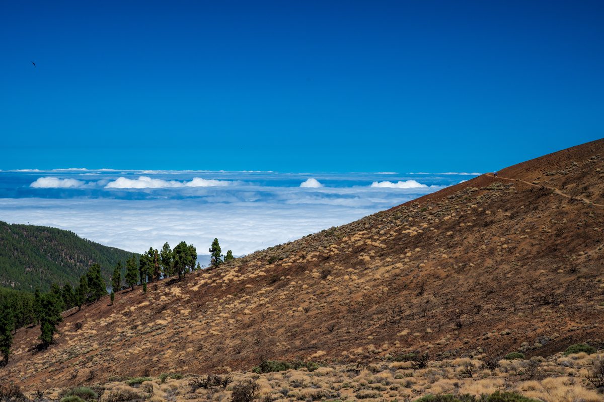 Dry volcanic slope and scattered pines above a white sea of cloud around Teide.