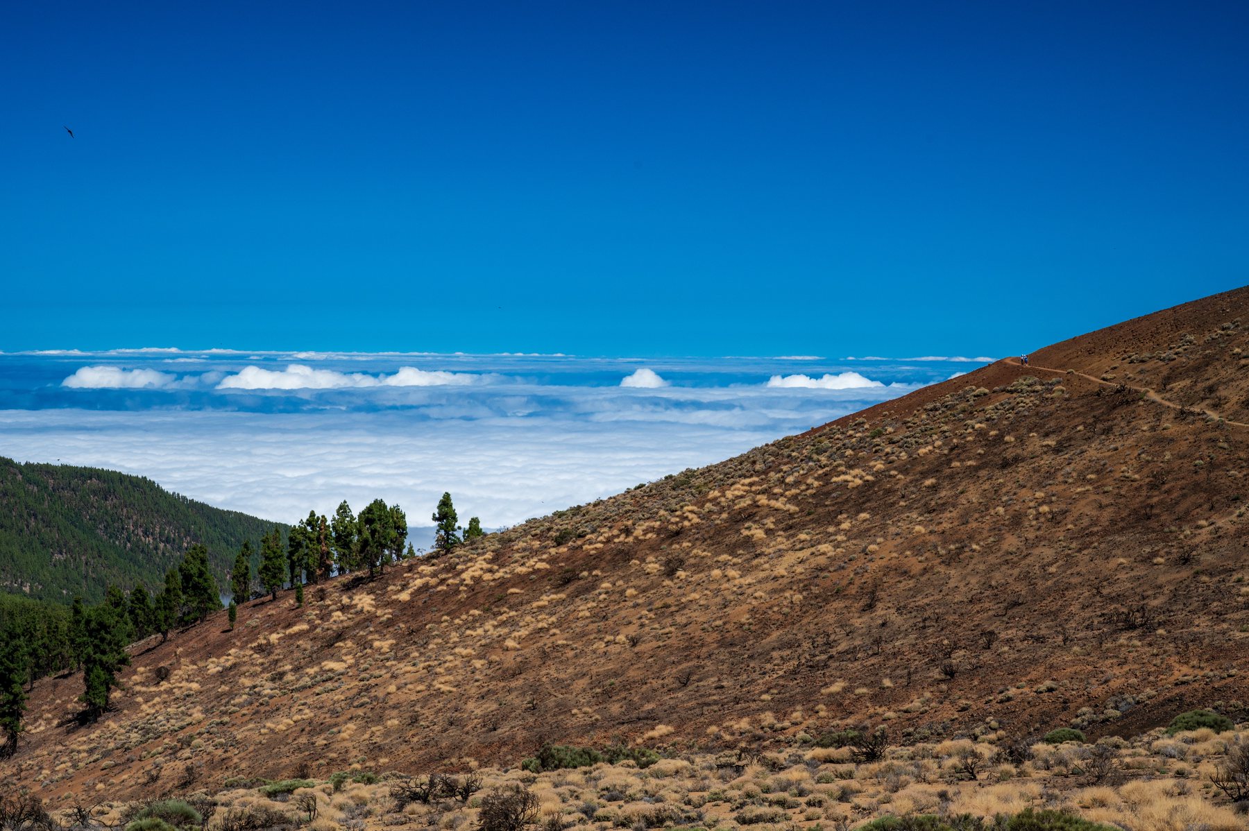 Dry volcanic slope and scattered pines above a white sea of cloud around Teide.