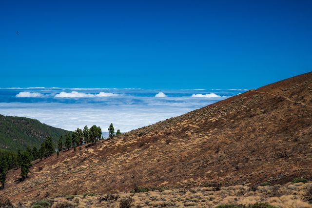 Dry volcanic slope and scattered pines above a white sea of cloud around Teide.