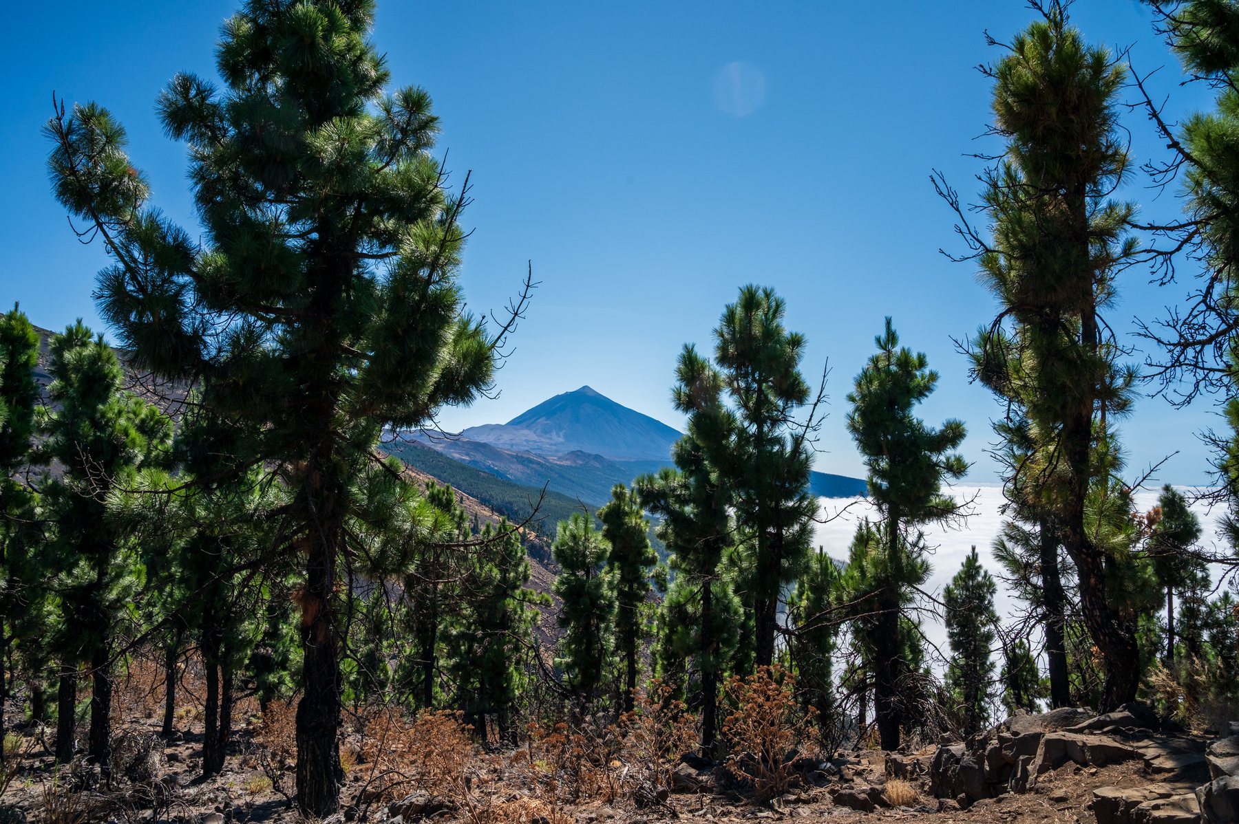 Teide framed between tall pine trunks on a dry volcanic forest slope.