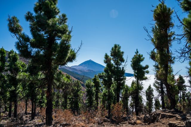 Teide framed between tall pine trunks on a dry volcanic forest slope.