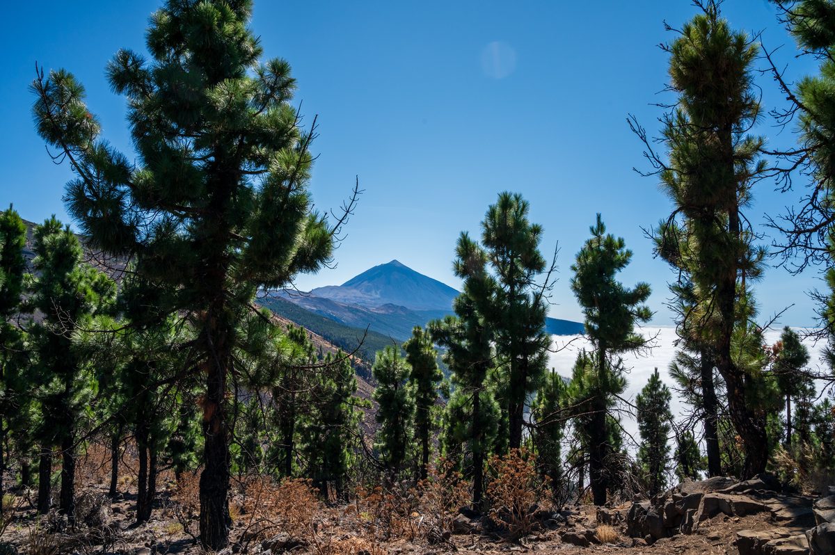 Teide framed between tall pine trunks on a dry volcanic forest slope.