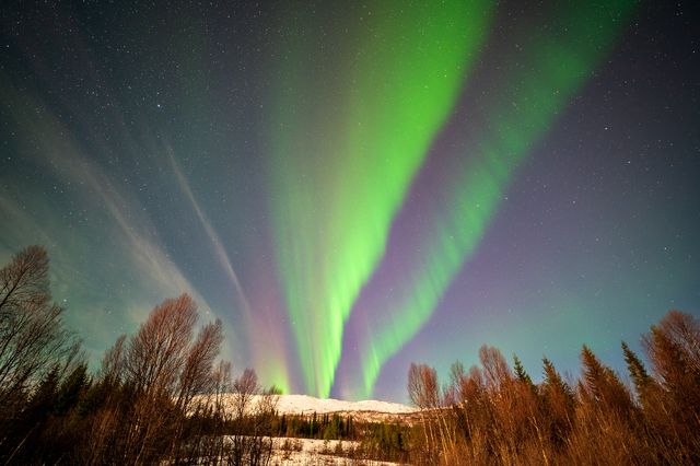 Two bright green aurora rays rising behind bare Arctic trees and a snowy field.
