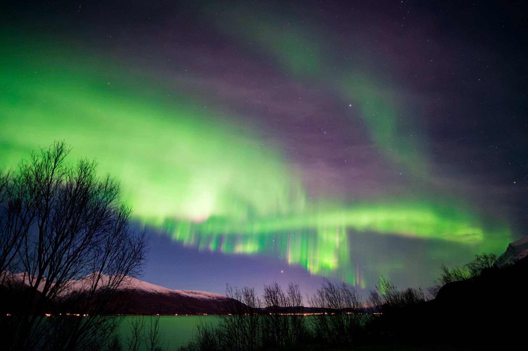 Green aurora rays mirrored in still water behind leafless trees at Brokskar.
