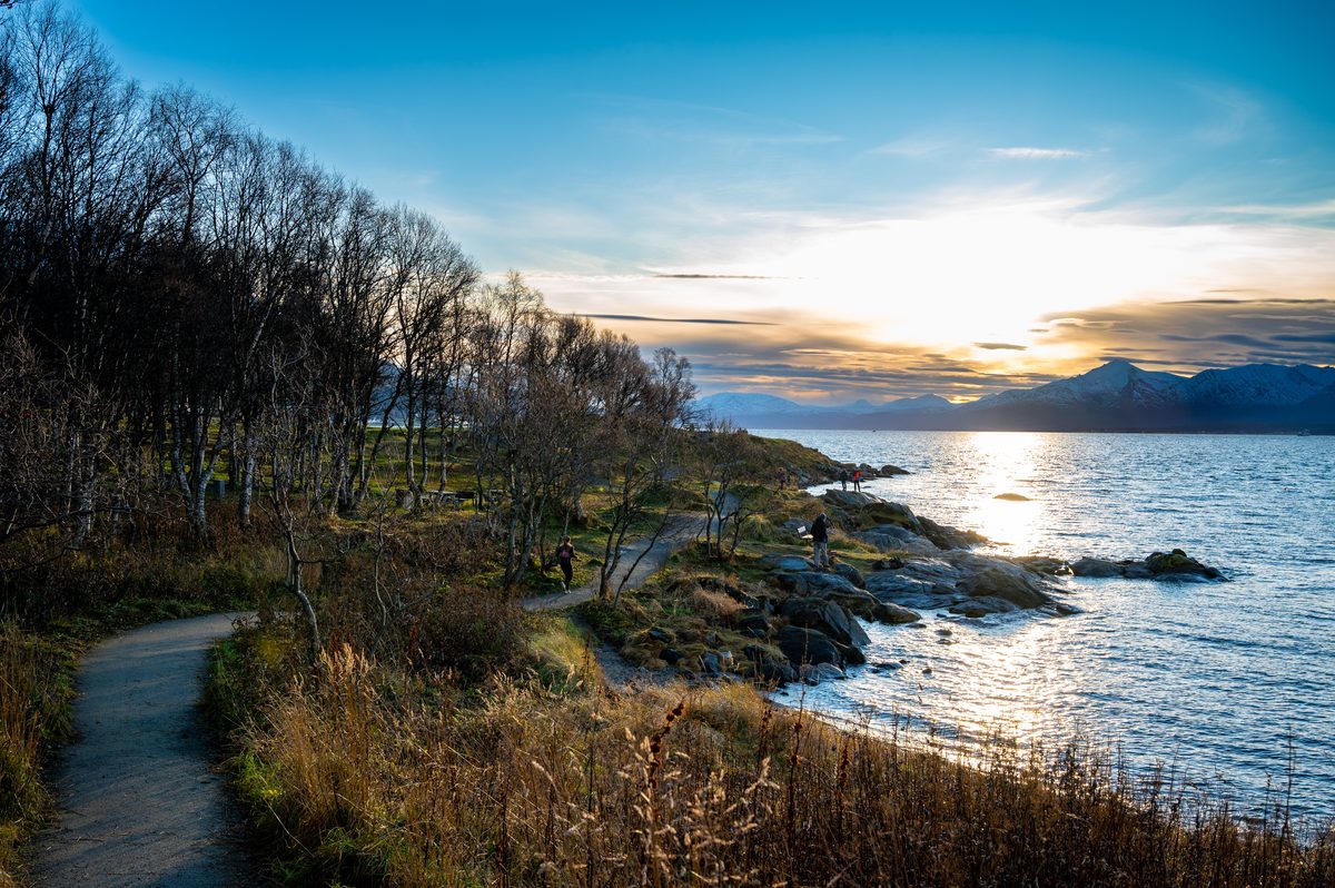 A winding coastal path passes through bare birch trees and rocky shoreline with dramatic mountains rising across the fjord. Late-afternoon sunlight reflects from the water, bringing warmth to the rugged landscape of Northern Norway.
