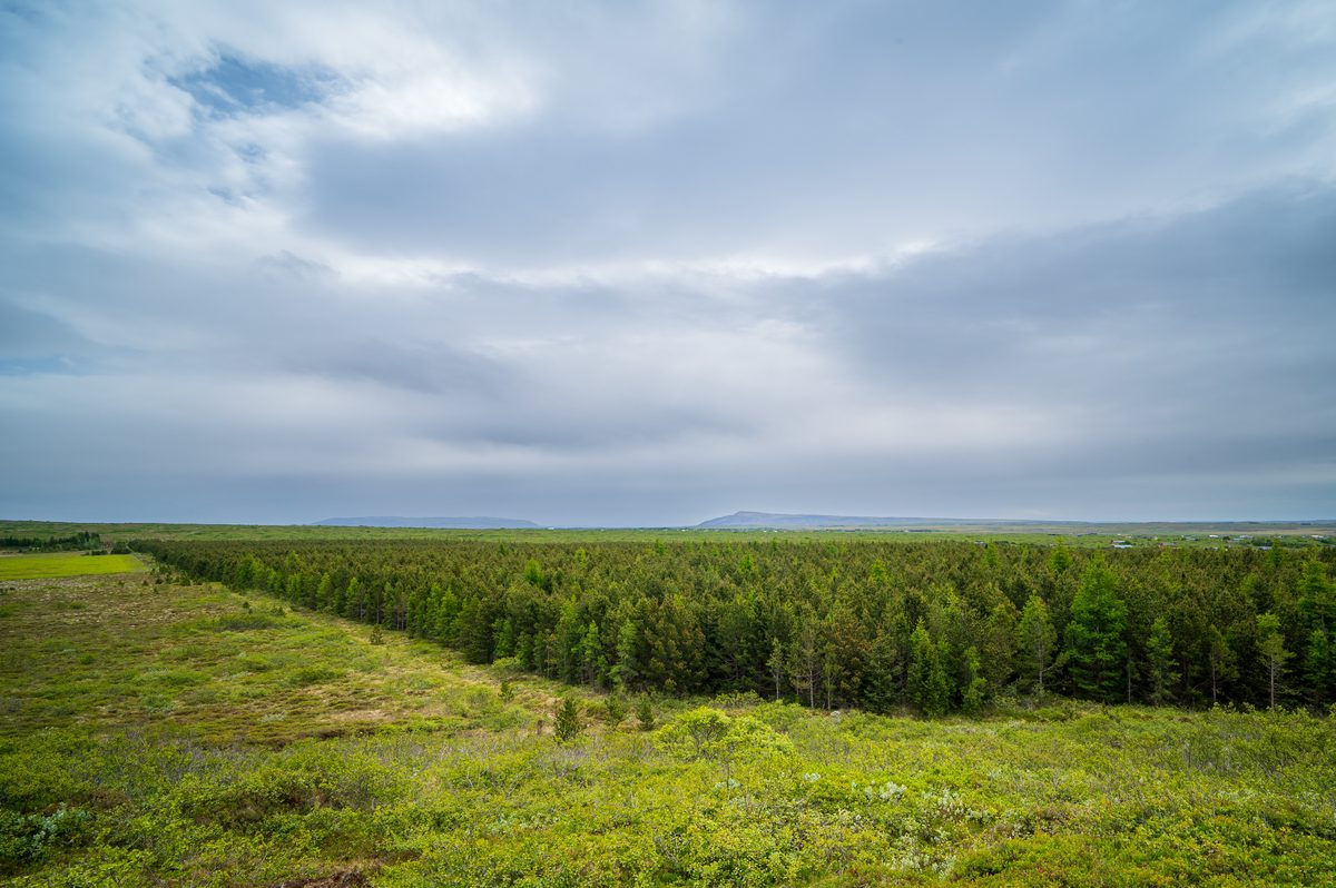 A sweeping view over a resilient, surprisingly dense woodland stretching across the plains toward distant ridges, highlighting the lush summer colors beneath a moody, overcast sky.