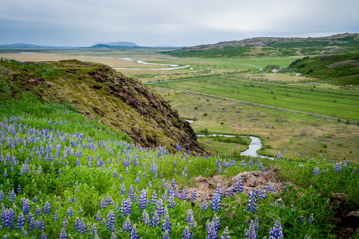 Vibrant purple lupines bloom on a rocky hillside overlooking a vast, lush valley where a quiet stream meanders toward distant flat-topped ridges.