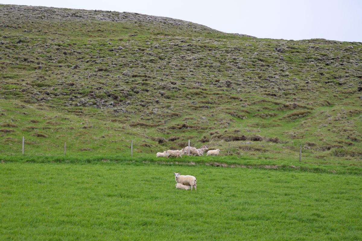 A small flock of hardy Icelandic sheep, including a mother and lamb, wanders across a vibrant green pasture backed by a steep, imposing hillside covered in thick, textured moss.