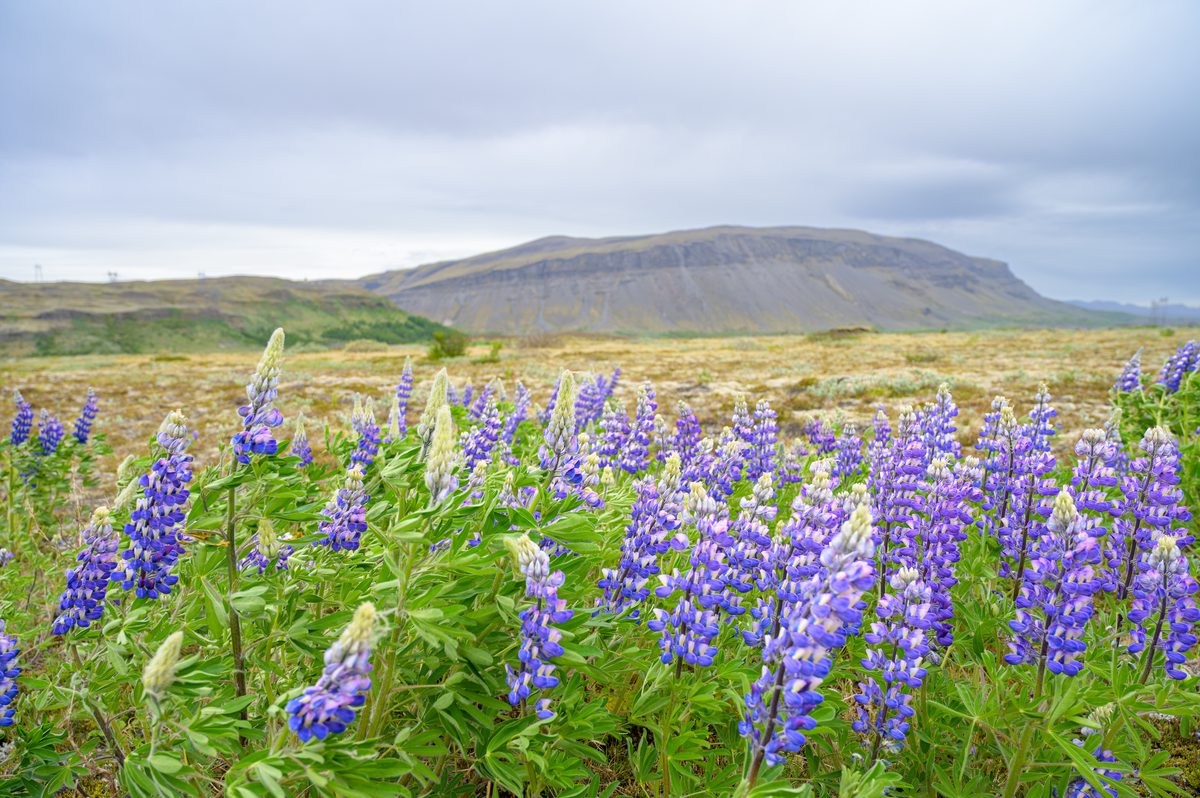 A dense patch of vivid purple lupines stands tall in the foreground, thriving in the rugged terrain against the backdrop of a distant, flat-topped mountain under a cloudy sky.