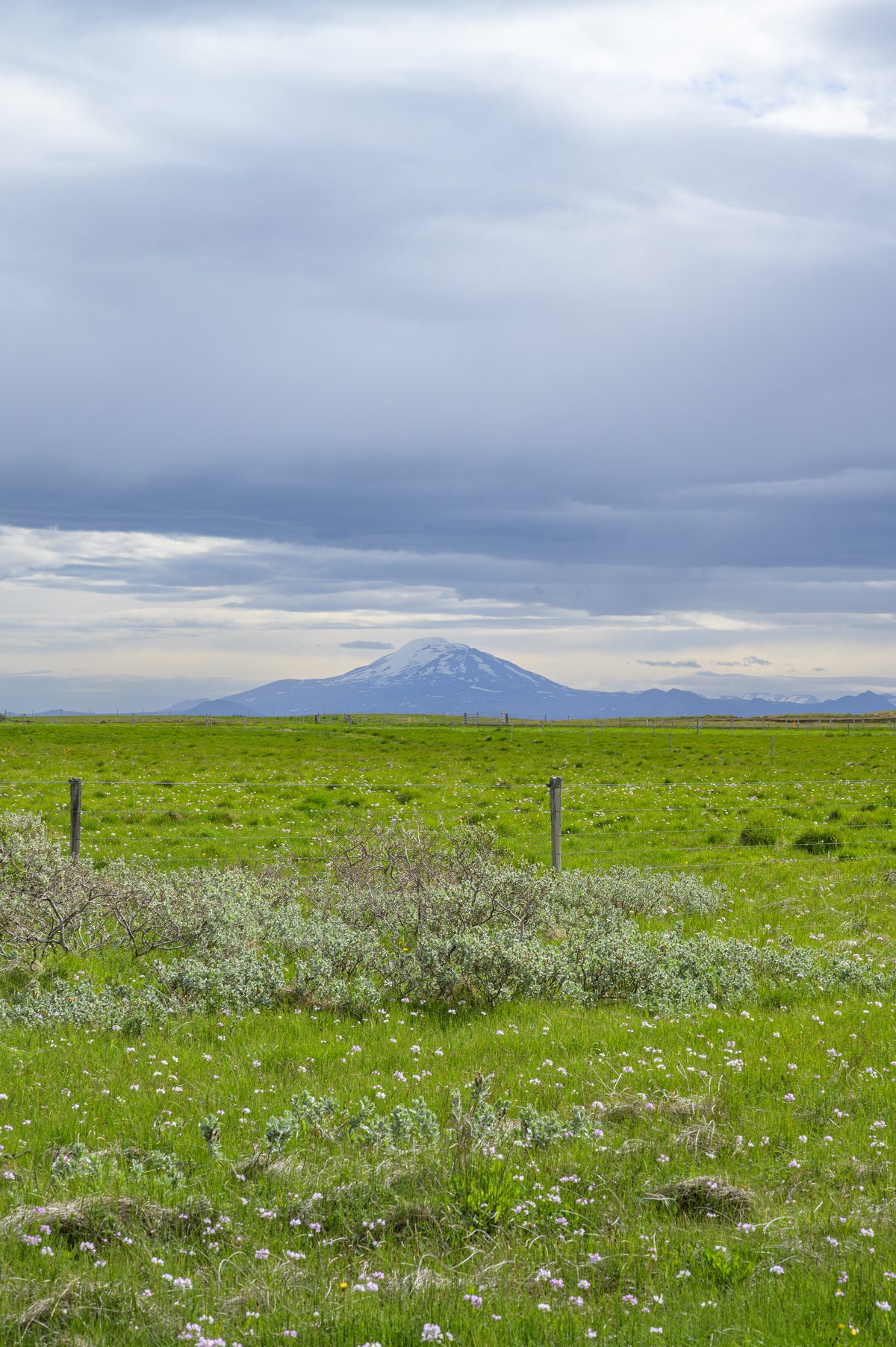 A snow-dusted mountain rises beyond a bright green pasture dotted with wildflowers beneath a broad ceiling of gray cloud.