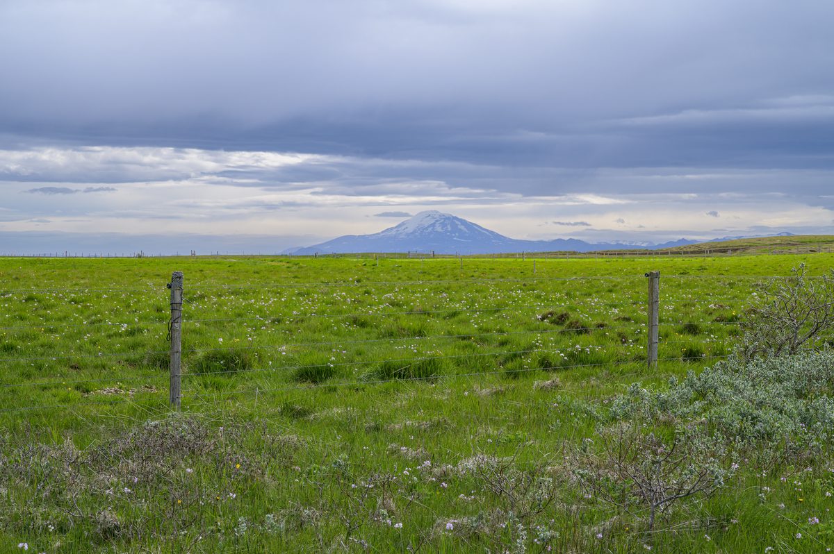 Fence posts cross a flower-speckled meadow while the snow-streaked cone of Hekla rests beneath a heavy slate-gray sky.