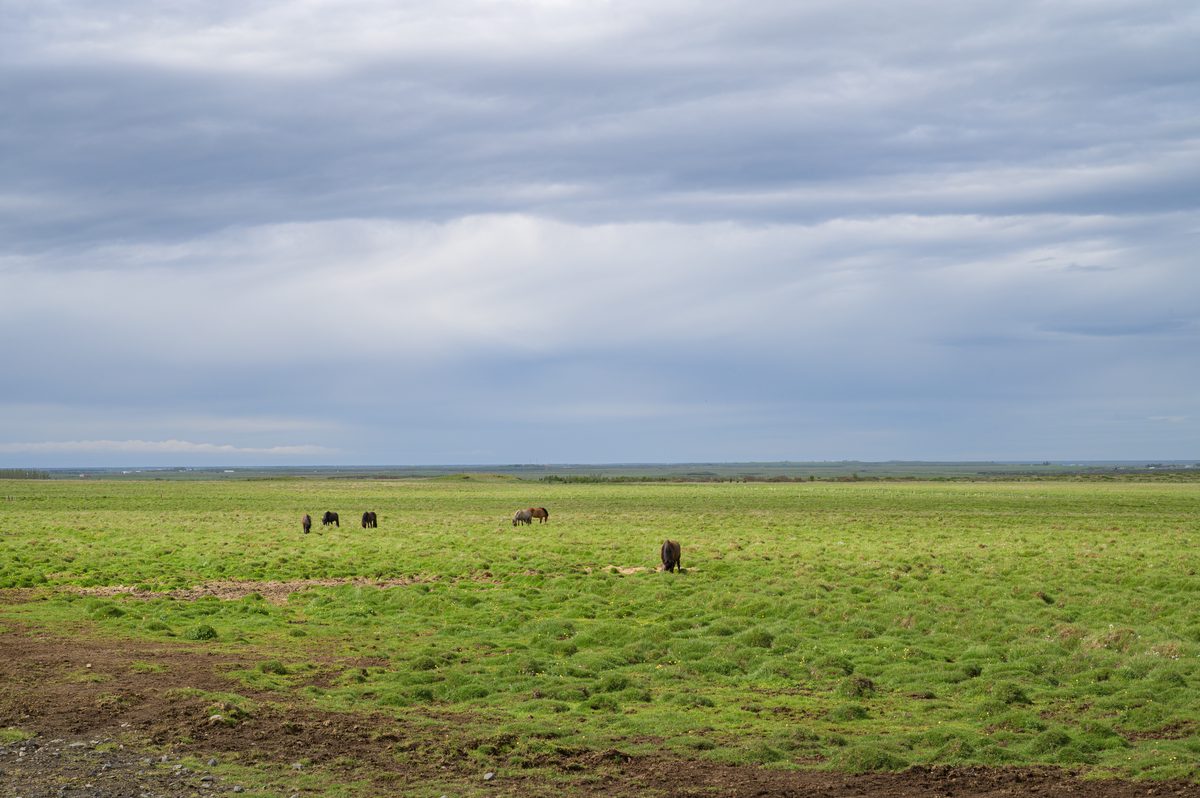 A small herd of Icelandic horses grazes across an immense green pasture under layers of rain-heavy cloud.