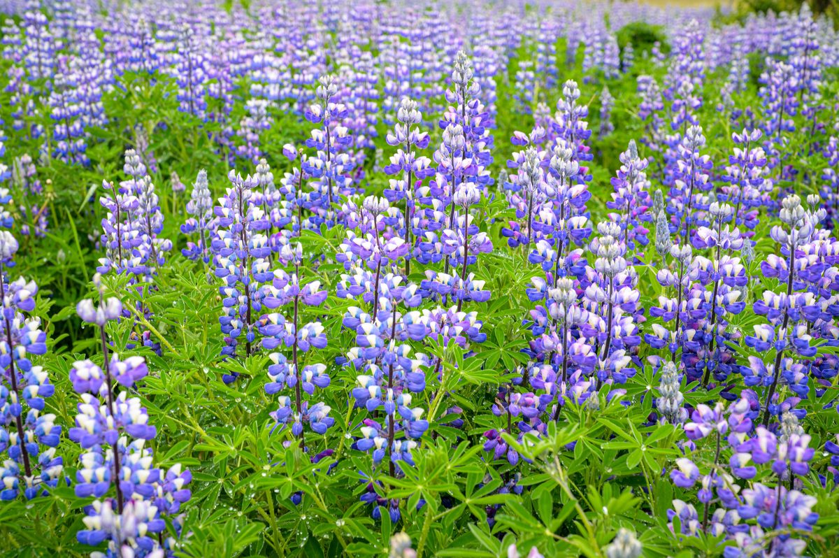 Dense spires of purple and white lupines fill the frame with color along Iceland’s summer roadside.