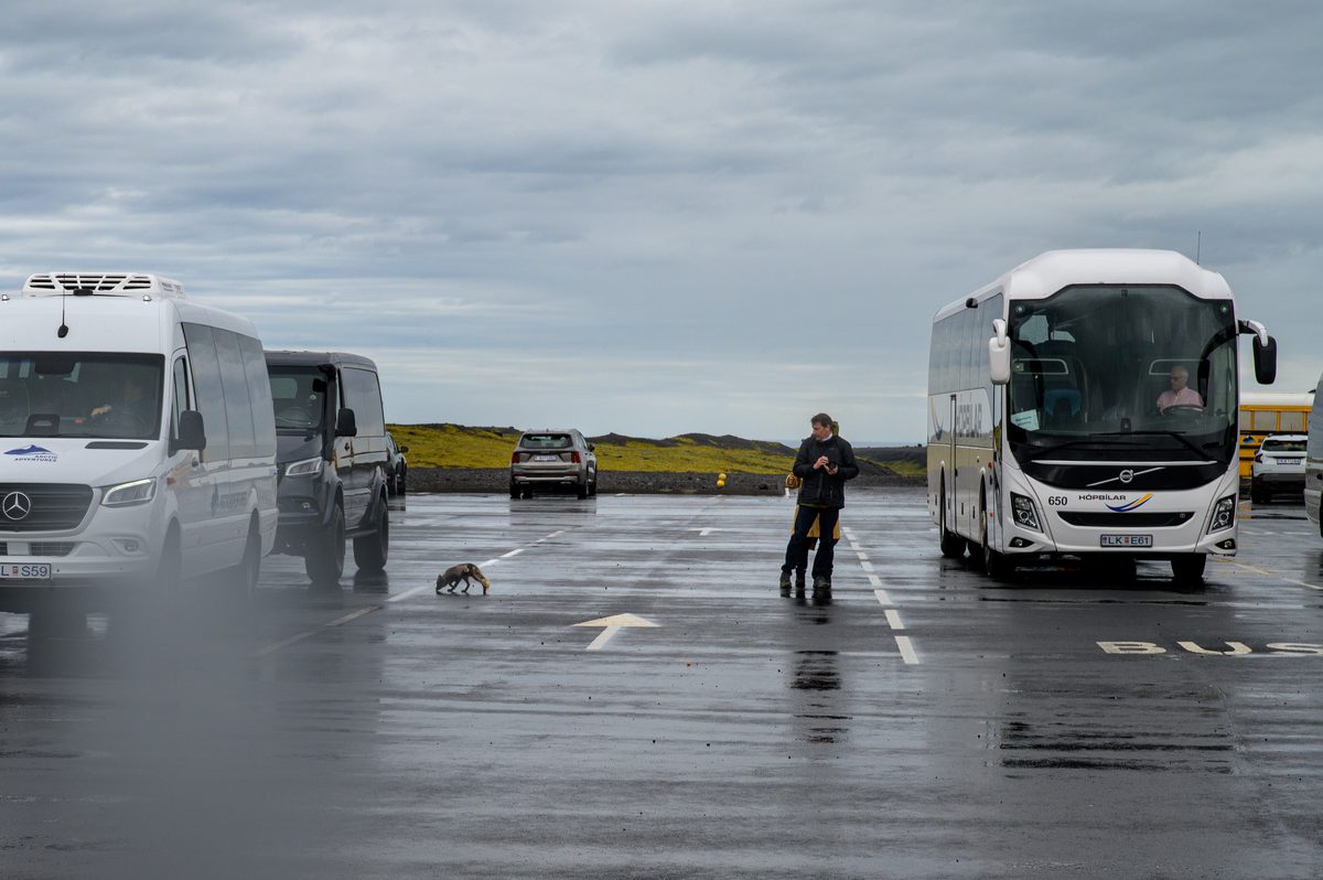 An arctic fox trots across a wet parking lot between tour vehicles while travelers pause beneath the gray South Coast sky.