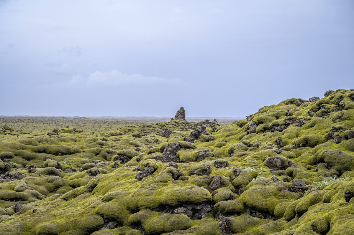 A solitary cairn punctuates a vast field of rounded lava rocks softened by thick chartreuse moss.