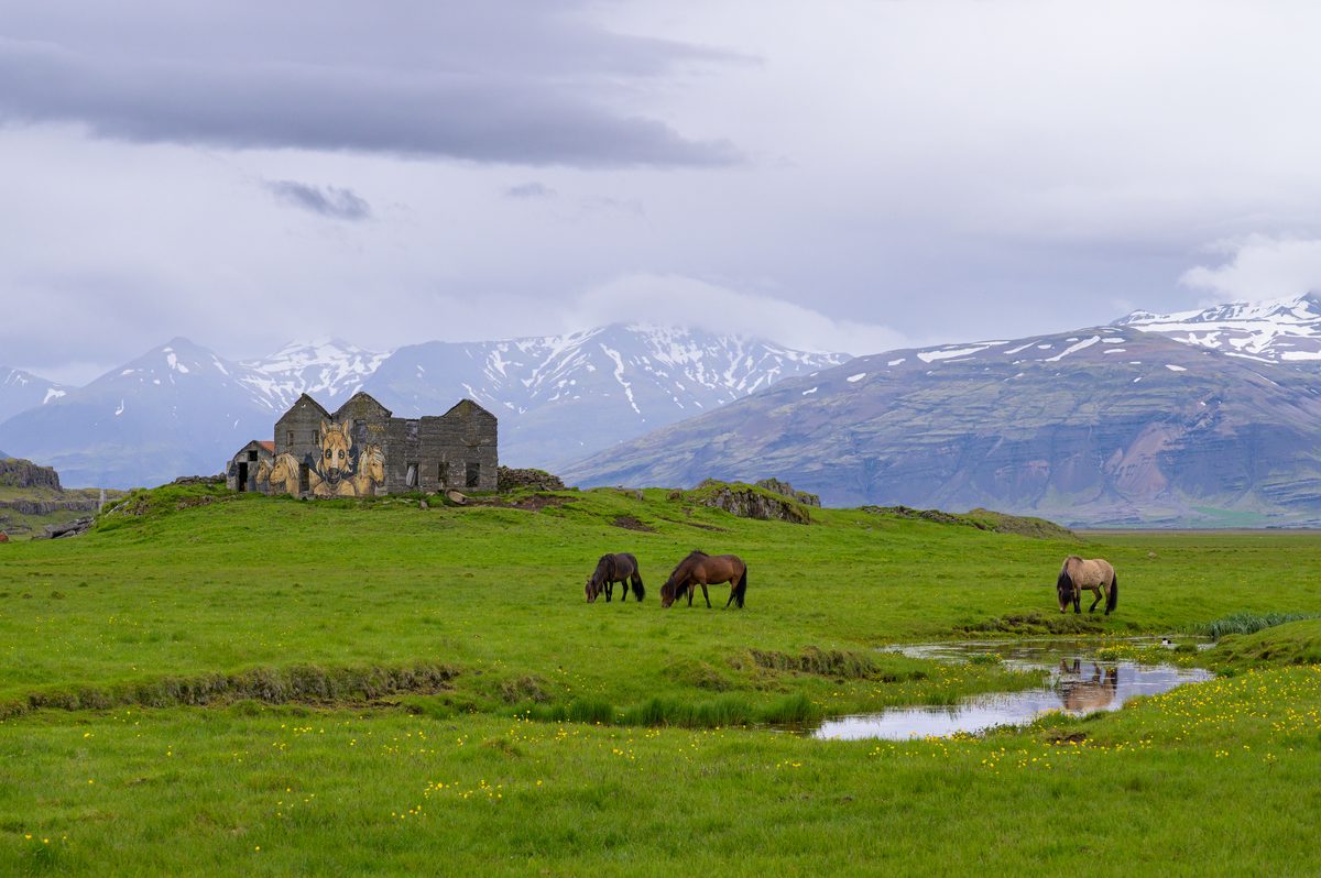 Icelandic horses graze beside the weathered ruins of an old farm with snowy mountains beyond.